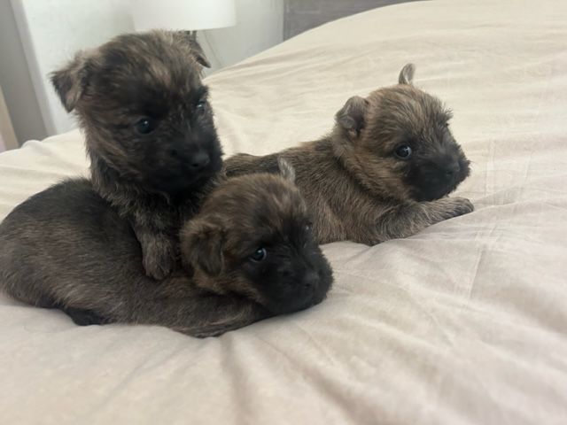 du Domaine De Maelle - Cairn Terrier - Portée née le 17/04/2025