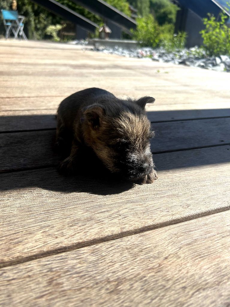 du Domaine De Maelle - Chiots disponibles - Cairn Terrier