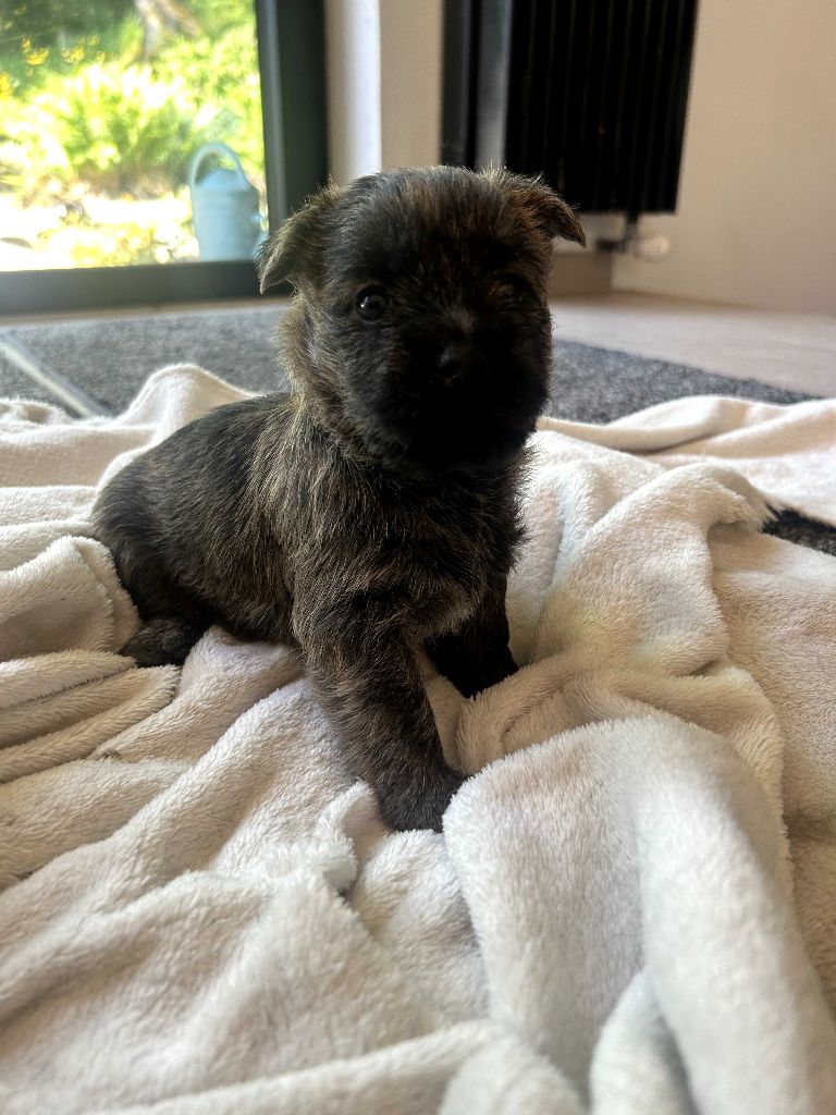 du Domaine De Maelle - Chiots disponibles - Cairn Terrier