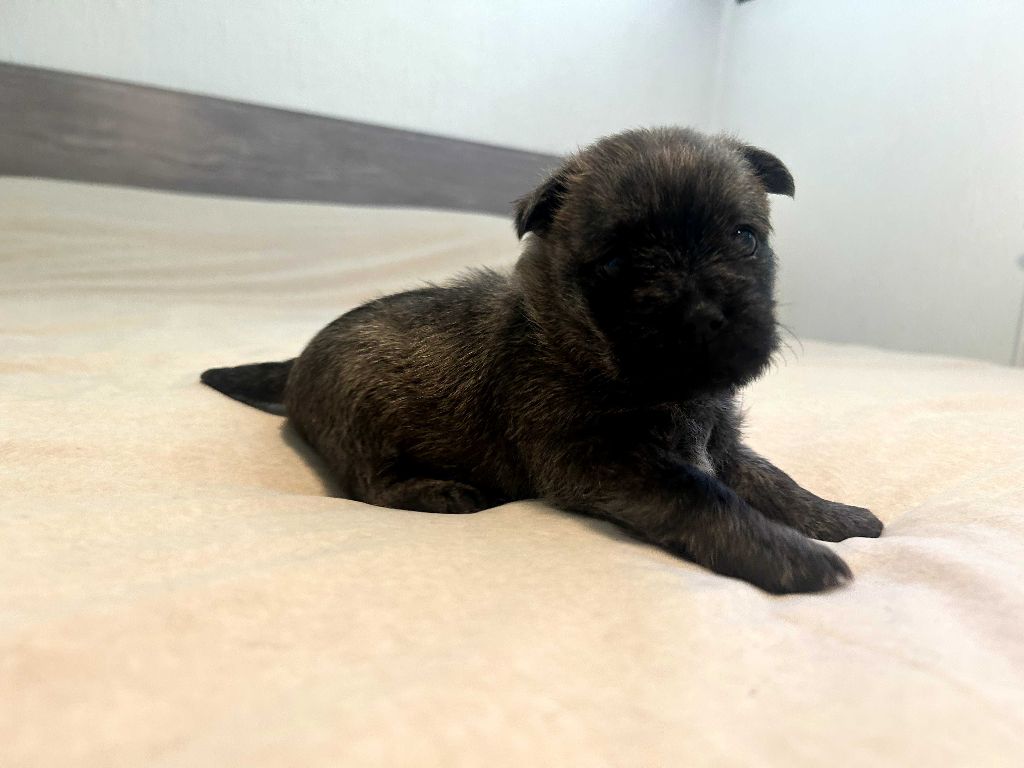du Domaine De Maelle - Chiots disponibles - Cairn Terrier