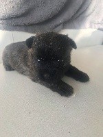 CHIOT