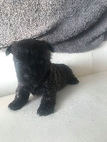 CHIOT