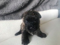 CHIOT