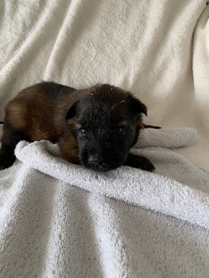 CHIOT 1